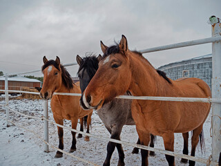 Horses on the farm. Horses stands in the corral. Three horses together on a farm 