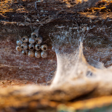 Open eggs from a spider in the woods, macro photo made in Weert the Netherlands on 5 februari 2022
