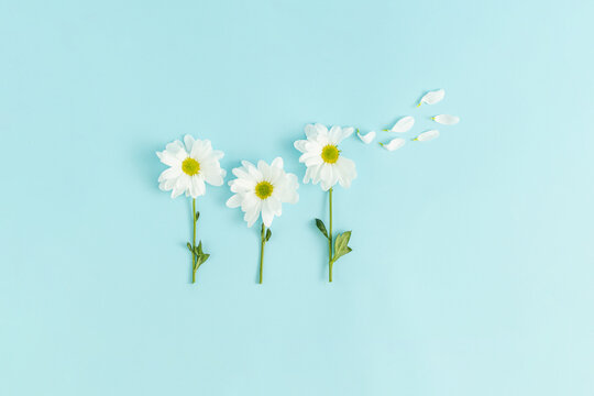 Hãy chiêm ngưỡng những bông hoa xuân tươi tắn được bố trí đầy sáng tạo trên nền xanh nhạt như một mảng trời xuân mới chớm nở. Hình ảnh này sẽ khiến bạn cảm thấy đầy sức sống và tươi vui trong mùa xuân đang đến.