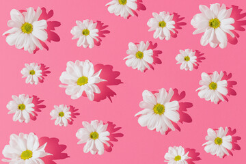 Fototapeta na wymiar White flowers on a light pink background. Minimal love or Mother's day concept. Creative nature background. Sunny day shadows.