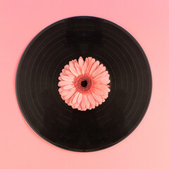Vintage music record and pink fresh flowers against pink background. Minimal nature or music...