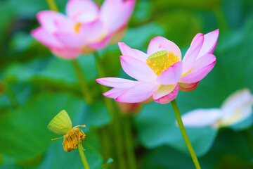 Fototapeta premium lake with lotuses primorsky Krai in the city of Artem