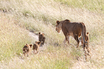 Fototapeta premium 轍を歩くライオン家族