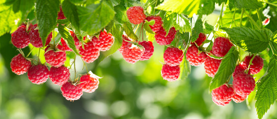 Branch of ripe raspberries in a garden - 485289236