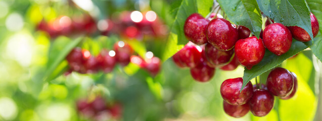 Ripe cherries on a tree in a garden