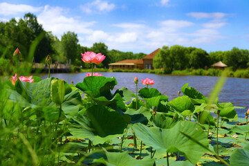 Fototapeta na wymiar lake with lotuses primorsky Krai in the city of Artem