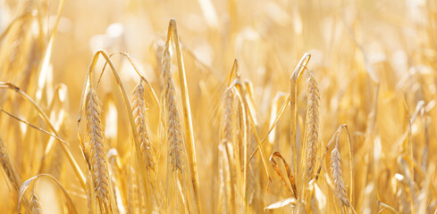 Ripening ears of barley in a field. Field of barley in a summer day. Crops field.