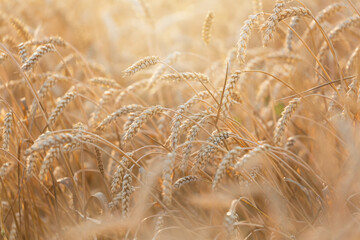 Field of wheat in a summer day. Close up of ripening wheat ears. Crops field