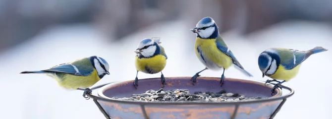 Foto op Plexiglas Groep kleine zangvogels zittend op een vogelvoeder met zonnebloempitten. Pimpelmees © Nitr