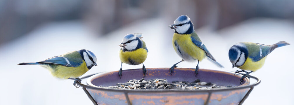 Group of little songbirds sitting on a bird feeder with seeds of sunflower. Blue Tit