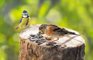 Little birds perching on a bird feeder with sunflower seeds. Blue tit and brambling finch - Powered by Adobe