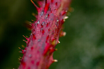 NETTLES