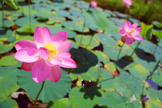 lake with lotuses primorsky Krai in the city of Artem