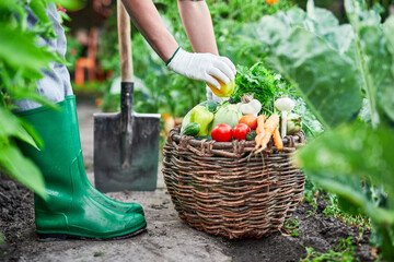 Bio food. Autumn harvesting. Picking vegetables. Woman's hands harvesting fresh organic vegetables in her garden.