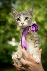 gray-white kitten with a bow sits in her arms