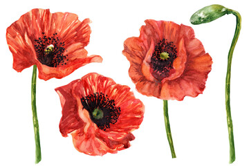 Red poppies. Poppy flowers set. Watercolor illustration at 800 dpi.
