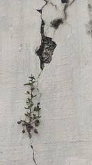 A plant grow from the crack of the old wall