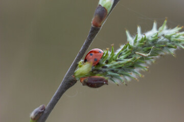 Ladybug beetle on willow branches, macro nature. insect close-up. Beauty of nature. Spring, youth, growth concept.