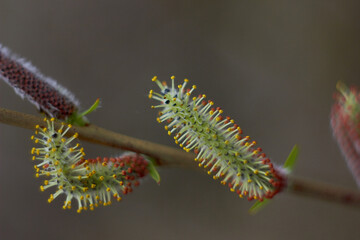 Beautiful branches of willow flowers. Blooming willow on a natural blurred background. Spring, youth, growth concept.