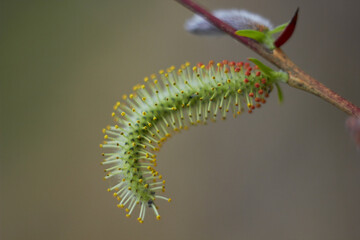 Beautiful branches of willow flowers. Blooming willow on a natural blurred background. Spring, youth, growth concept.