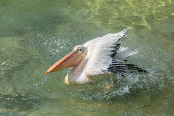 ペリカン　モモイロペリカン　水浴び　アップのタグ