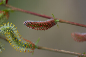 Beautiful branches of willow flowers. Blooming willow on a natural blurred background. Spring, youth, growth concept.