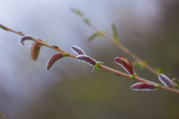 Willow branches with earrings. Beauty of nature. Spring, youth, growth concept.
