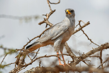 Eastern Chanting Goshawk - Melierax poliopterus, beautiful bird of prey from African bushes and savannahs, Tsavo West, Kenya.