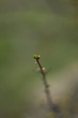 Young tree leaves and bud. New spring foliage appears on the branches. Beauty of nature. Spring, youth, growth concept.