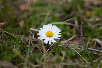 Daisy
flower. Spring and summer chamomile flowers. Beauty of nature. Spring, youth, growth concept.