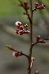 Apricot flower bud on a tree branch, branch with tree buds. Beauty of nature. Spring, youth, growth concept.