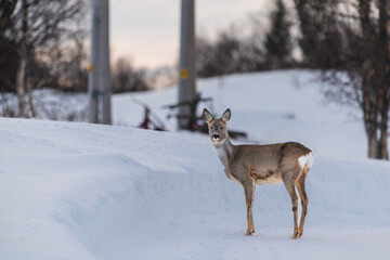 Roe deer (Capreolus capreolus)