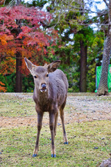 奈良公園の鹿と美しい紅葉　コピースペースあり（奈良県奈良市）Deer and beautiful autumn leaves in Nara Park with copy space(Nara City, Nara Prefecture, Japan)
