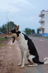インド・ブッダガヤの路上であくびをする野良犬