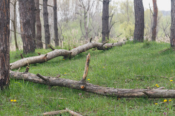 two fallen pine trees in a clearing in the spring forest
