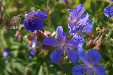 летние природные  дарования северных лугов