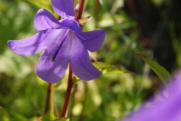 летние природные  дарования северных лугов