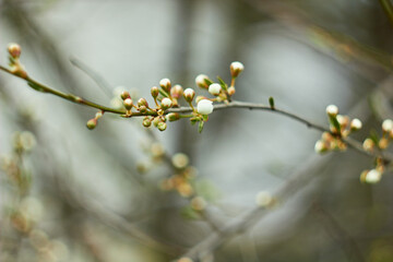 Flowering bud of cherry blossoms in spring with green leaves. Beauty of nature. Spring, youth, growth concept.
