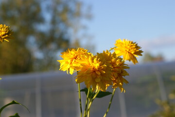 летние природные  дарования северных лугов