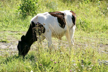 летние природные  дарования северных лугов