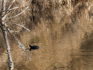 detail of Eurasian coot on the lake
