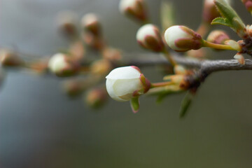 Flowering bud of cherry blossoms in spring with green leaves. Beauty of nature. Spring, youth, growth concept.
