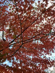 maple leaves