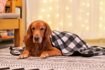 Golden Retriever lying on carpet with quilt