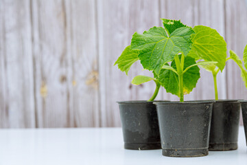 Cucumber seedling in plastic cups on a wooden background. Growing cucumber seedlings.