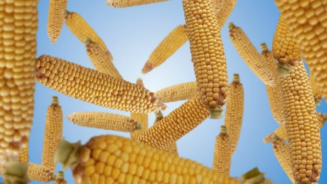 Fresh corn falling down. Slow motion.