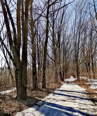 path in spring forest