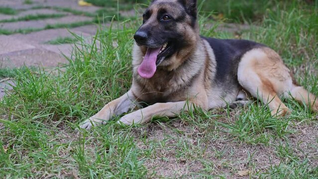Close up shot of panting german shepherd dog