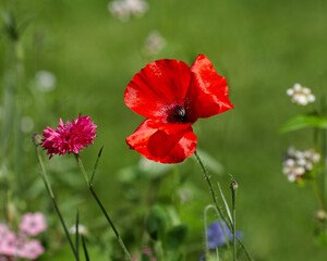 Fototapeta premium Red poppy flower in garden