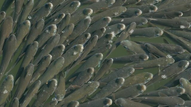 Herd of flathead grey mullet swam to the surface of the water in the north sea of Greece